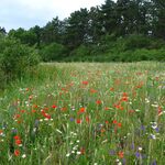 Schutzwürdige Ackerflächen (Author)