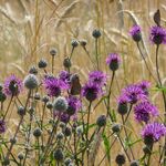 Schutzwürdige Ackerflächen (Author)