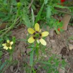 Schutzwürdige Ackerflächen (Author)