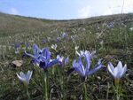 Blooming crocus  in the Caucasus, Azerbaijan (Manthey, M.)