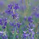 Schutzwürdige Ackerflächen (Author)