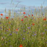 Schutzwürdige Ackerflächen (Author)