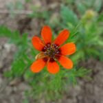 Schutzwürdige Ackerflächen (Author)