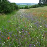Schutzwürdige Ackerflächen (Author)