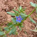 Schutzwürdige Ackerflächen (Author)