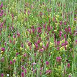 Schutzwürdige Ackerflächen (Author)