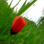 Schutzwürdige Ackerflächen (Author)