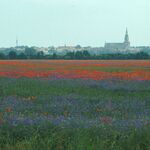 Schutzwürdige Ackerflächen (Author)