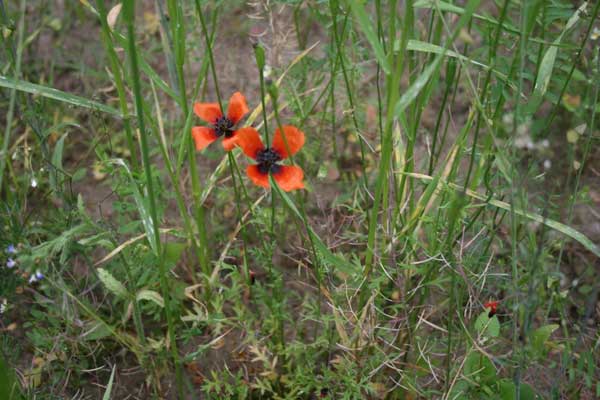 Sandmohn-Gesellschaft mit Sand-Mohn (Papaver argemone) und fruchtender Acker-Schmalwand (Arabidopsis thaliana) (Birgit Litterski)
