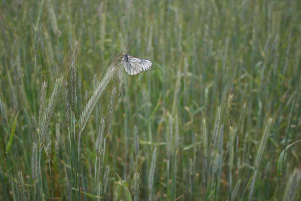 Extensiv bewirtschafteter Winterroggen mit Baumweißling (Aporia crataegi) (Birgit Litterski)